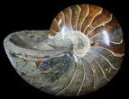 Large, Polished Nautilus Fossil - Madagascar #51674-1
